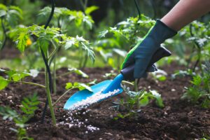 Bổ sung Bo và Kẽm cho cây trồng bằng phân bón gốc