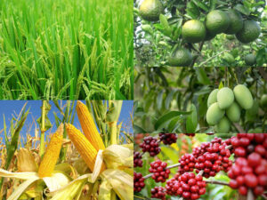 Các loại cây trồng và bẫy sinh học phù hợp để diệt côn trùng an toàn