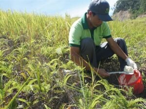 Cách đặt bẫy sinh học một cách hiệu quả