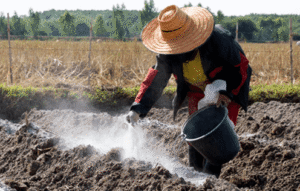 Xủ lý đất bị nhiễm phèn bằng cách rải vôi