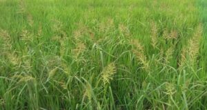 Quản lý cỏ dại trên ruộng lúa bằng biện pháp sinh học