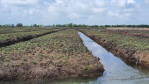 Xử lý đất phèn chua bằng cách đào kênh nước