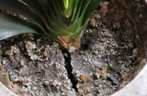 Đất bị nén chặt trong chậu cây khiến bề mặt nứt và cứng lại