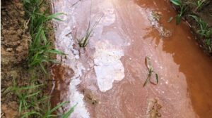 Đất bị nhiễm phèn nặng cần xử lý đất phèn chua để cải tạo pH