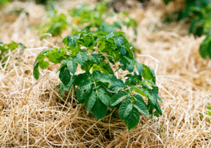 Phủ rơm rạ dưới gốc cây trồng