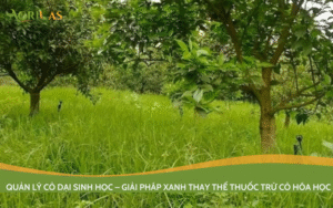 Quản lý cỏ dại sinh học – Giải pháp xanh thay thế thuốc trừ cỏ hóa học