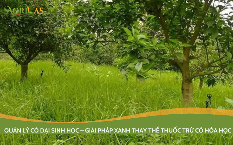 Quản lý cỏ dại sinh học – Giải pháp xanh thay thế thuốc trừ cỏ hóa học