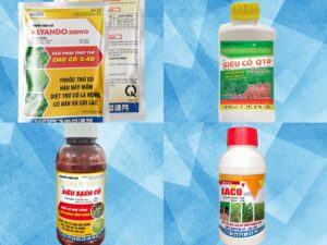 Kỹ thuật làm cỏ trong vườn cây ăn trái bằng thuốc hóa học