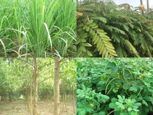 Trồng cây cải tạo đất bị nén chặt