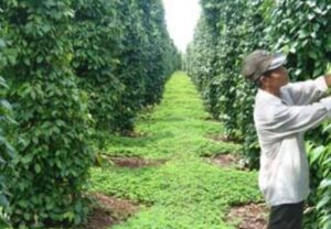 Quản lý cỏ sinh học bằng cách trồng cây họ đậu che phủ