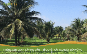 Trồng xen canh cây họ đậu – bí quyết cải tạo đất bền vững