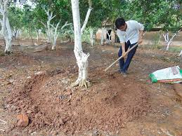 Nông dân bón phân hữu cơ vi sinh cho vườn cây