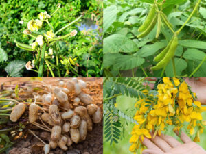 Trồng xen canh cây họ đậu với các loại cây khác