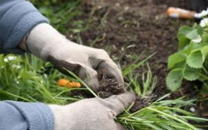 Kỹ thuật làm cỏ trong vườn cây ăn trái bằng cách thủ công