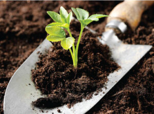 Phân hữu cơ vi sinh giúp cải tạo đất và nuôi dưỡng cây khỏe mạnh