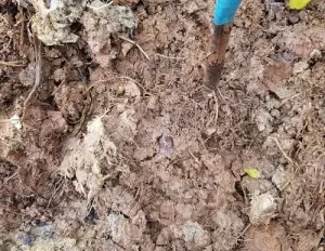 Đất bị nén chặt gây ảnh hưởng khiến rễ kém phát triển