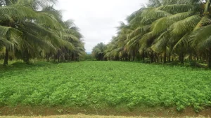 Mô hình trồng xen canh cây họ đậu và cây dừa