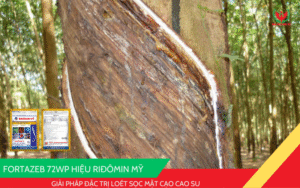 Kỹ Thuật Ghép Cây Ăn Trái