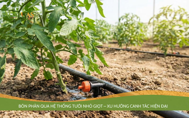 Bón phân qua hệ thống tưới nhỏ giọt