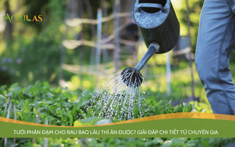 Tưới phân đạm cho rau