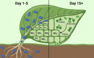 Tưới phân đạm cho rau