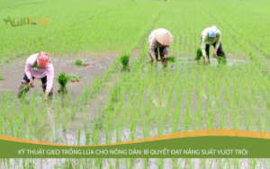 Kỹ thuật gieo trồng lúa cho nông dân