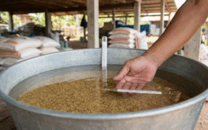 Kỹ thuật gieo trồng lúa cho nông dân