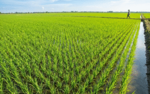 Kỹ thuật gieo trồng lúa cho nông dân