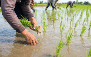 Kỹ thuật gieo trồng lúa cho nông dân