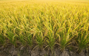 Kỹ thuật gieo trồng lúa cho nông dân