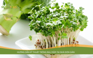 kỹ thuật trồng rau mầm