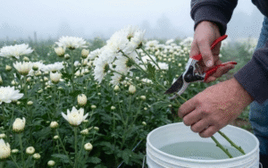  cách làm hoa cúc tươi lâu