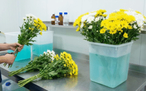  cách làm hoa cúc tươi lâu