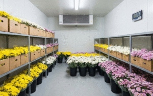  cách làm hoa cúc tươi lâu