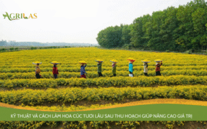 cách làm hoa cúc tươi lâu