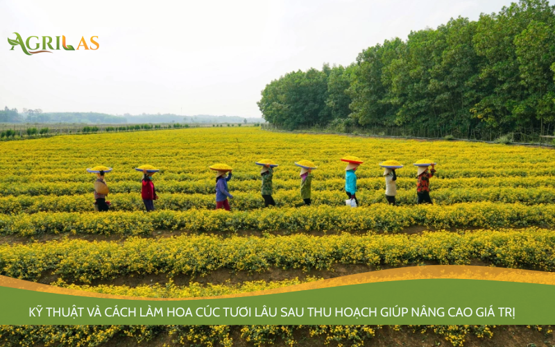 cách làm hoa cúc tươi lâu