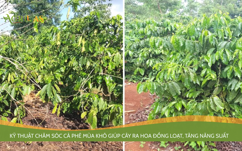 chăm sóc cà phê mùa khô