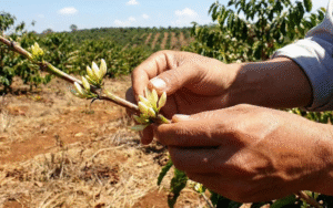 chăm sóc cà phê mùa khô