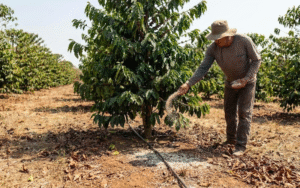 chăm sóc cà phê mùa khô