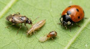 Thiên địch của bọ trĩ