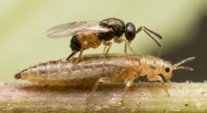 Thiên địch của bọ trĩ