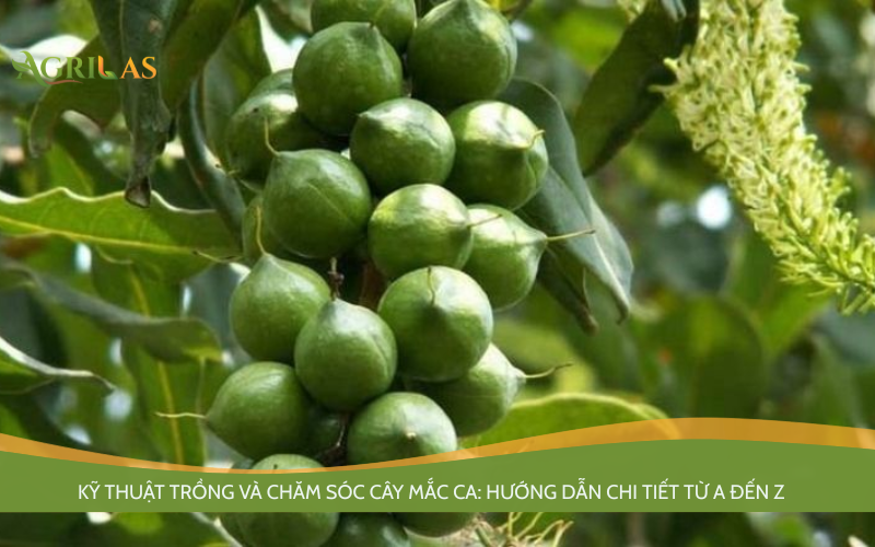 chăm sóc cây mắc ca