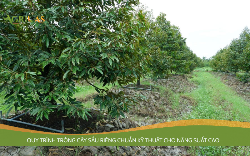 trồng cây sầu riêng
