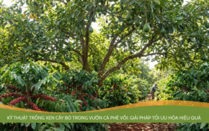 xen cây bơ trong vườn cà phê Vối