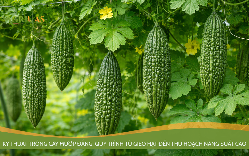 cây Mướp đắng