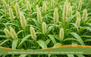 Quy trình trồng cỏ mật gấu