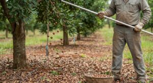 chăm sóc cây mắc ca