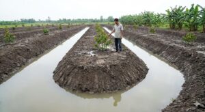 trồng cây sầu riêng