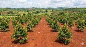 trồng cây sầu riêng