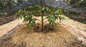 trồng cây sầu riêng